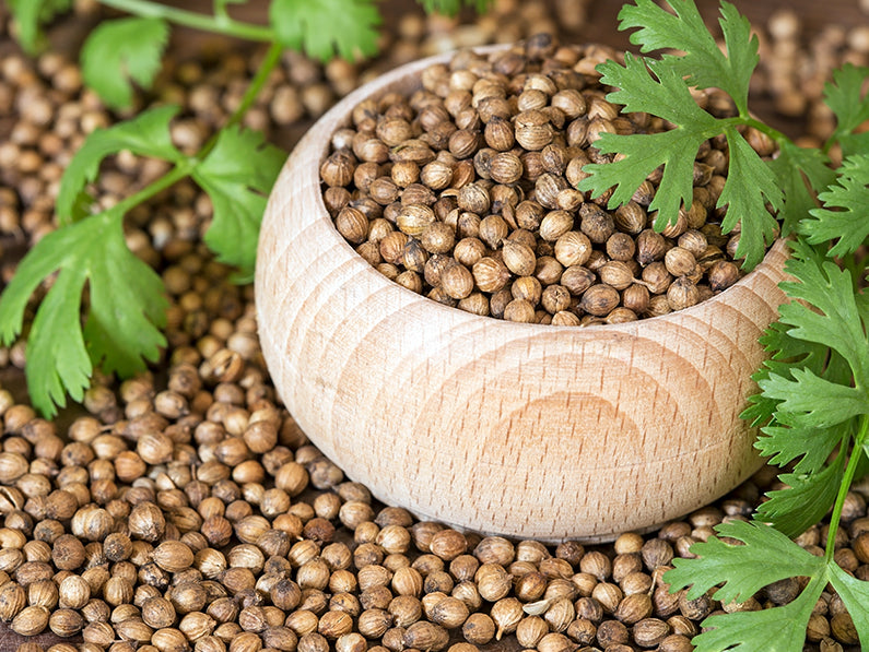 Semillas de Cilantro en Tarro de Cristal, 25 Gr | ONENA